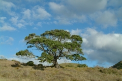 Magnificent lone Puhutakawa tree